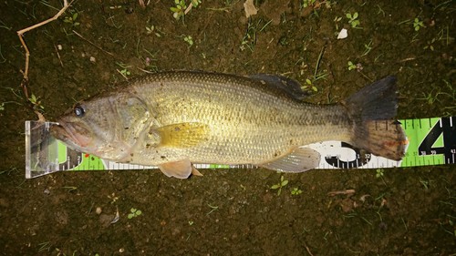 ブラックバスの釣果