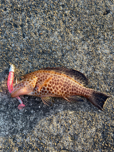 オオモンハタの釣果