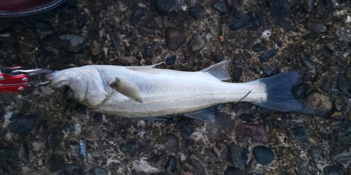 セイゴ（マルスズキ）の釣果