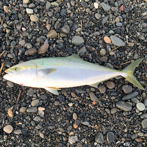 ワラサの釣果