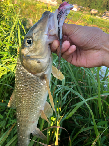 ニゴイの釣果