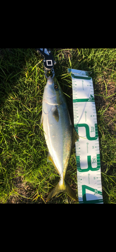 イナダの釣果