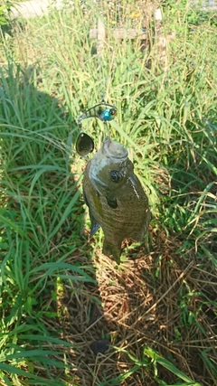 ブルーギルの釣果