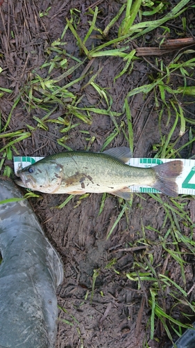 ブラックバスの釣果