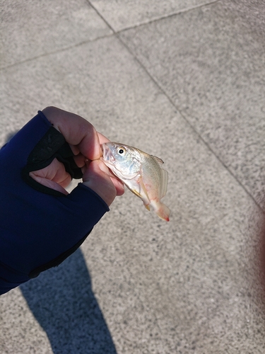 ニベの釣果