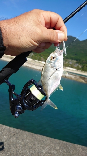 メッキの釣果