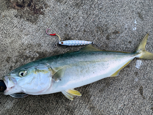 ワカシの釣果