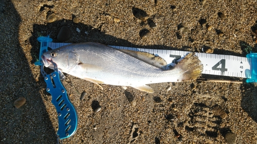 オオニベの釣果