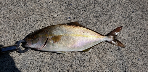 ショゴの釣果