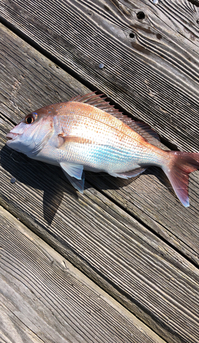 マダイの釣果