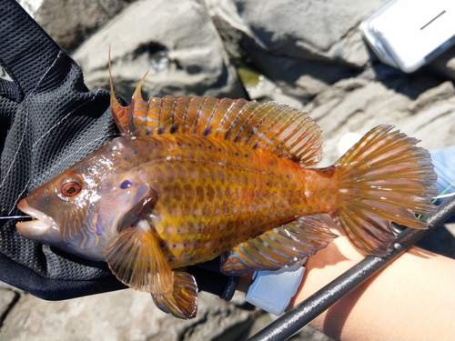 オハグロベラの釣果