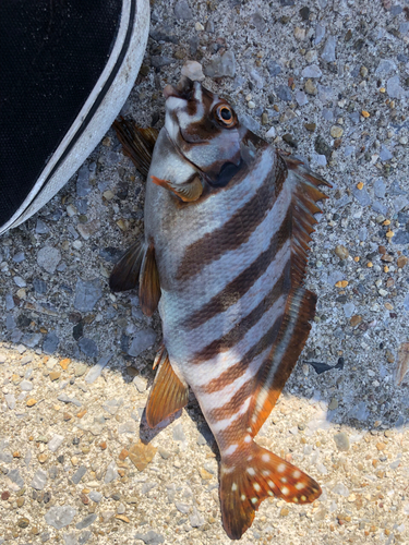 タカノハダイの釣果