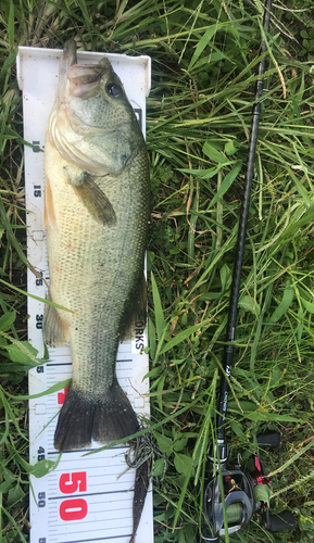 ブラックバスの釣果