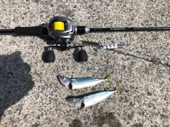 サバの釣果