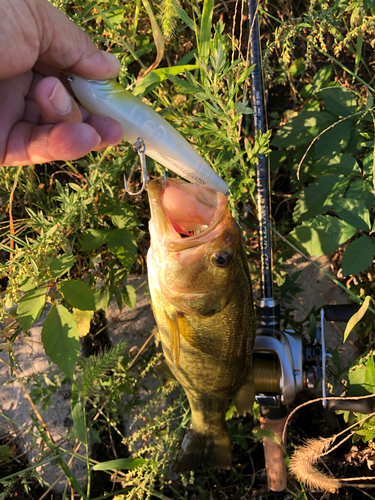 ラージマウスバスの釣果