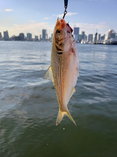 コノシロの釣果