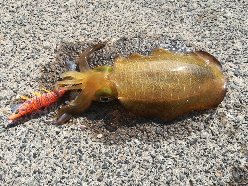 アオリイカの釣果