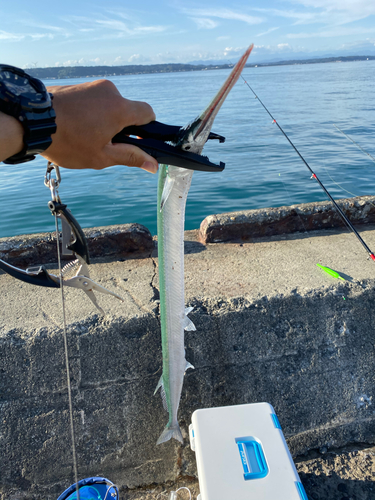 ダツの釣果