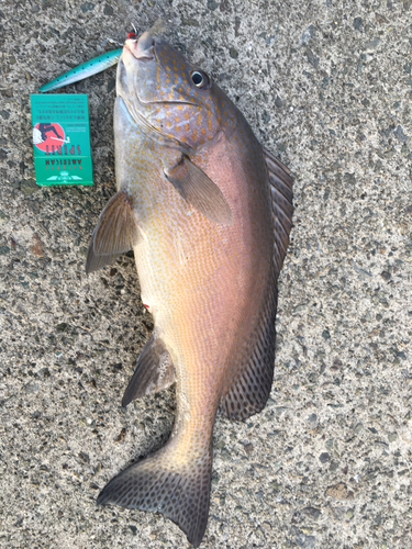 コロダイの釣果