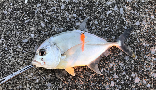 メッキの釣果