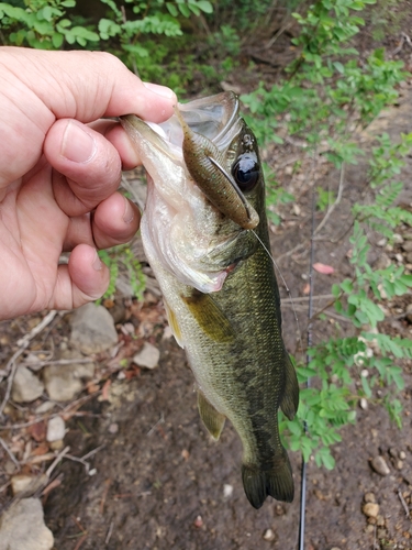 ラージマウスバスの釣果