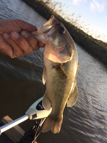 ラージマウスバスの釣果