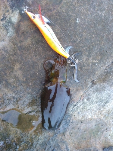 アオリイカの釣果