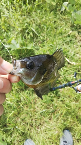 ブルーギルの釣果