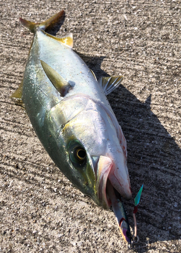 ヤズの釣果