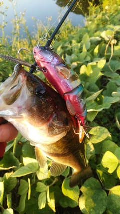 ブラックバスの釣果