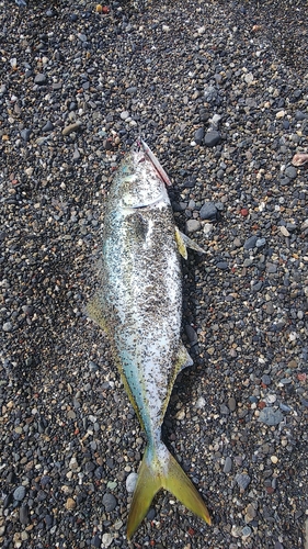 イナダの釣果