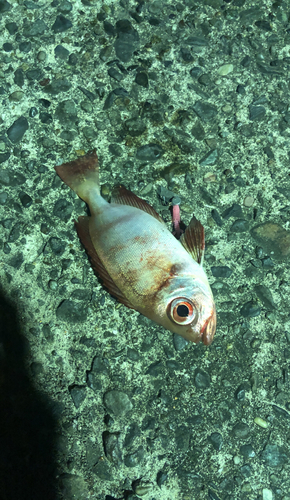 キントキダイの釣果