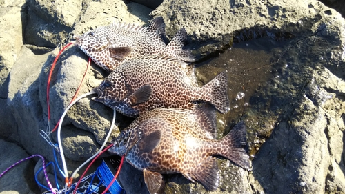 イシガキダイの釣果