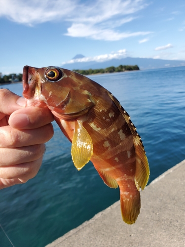 アカハタの釣果