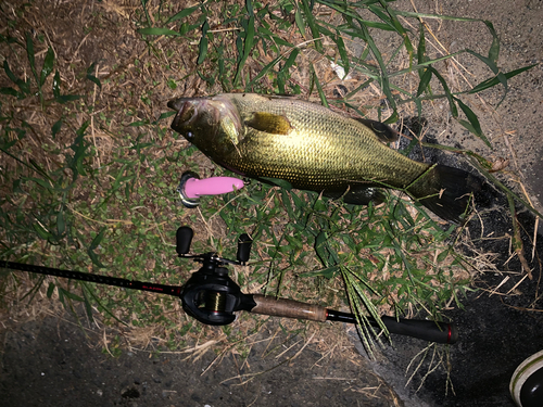 ブラックバスの釣果