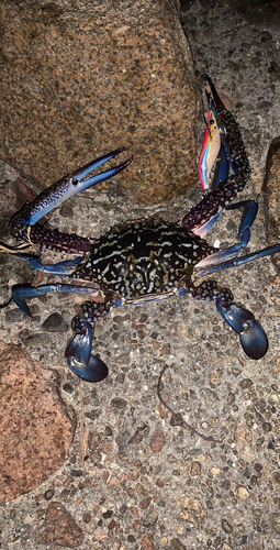 タイワンガザミの釣果