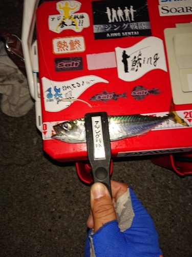 サバの釣果