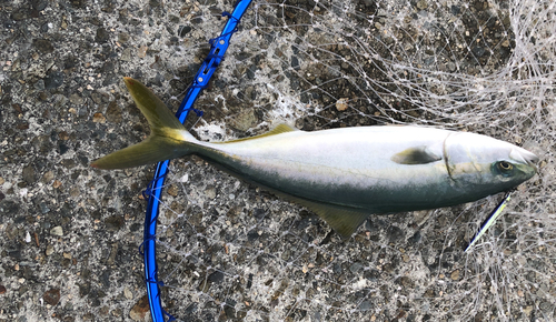 ツバスの釣果