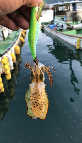 アオリイカの釣果