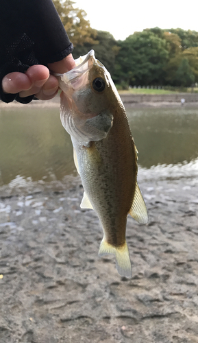 ラージマウスバスの釣果