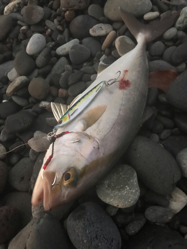 ショゴの釣果