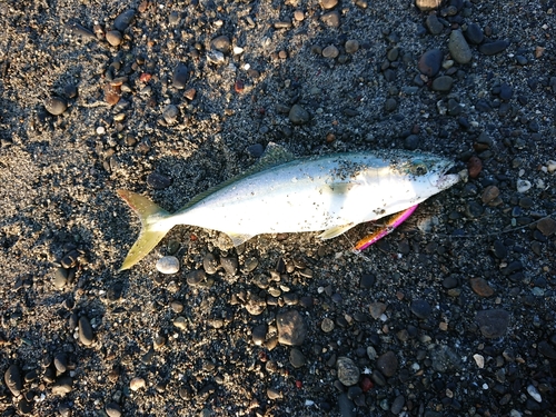 ワカナゴの釣果