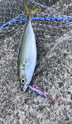 サバの釣果