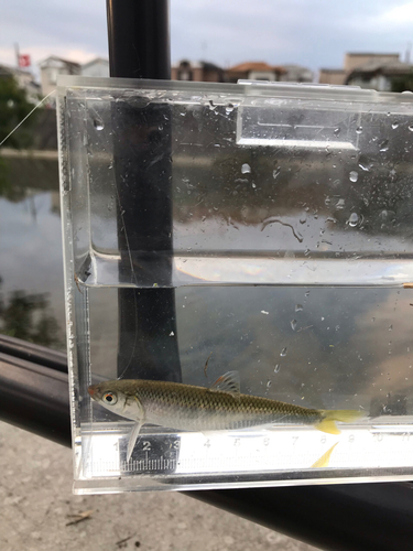 オイカワの釣果