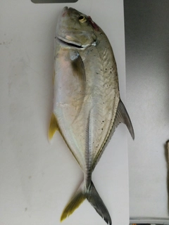 オニヒラアジの釣果