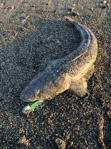 マゴチの釣果