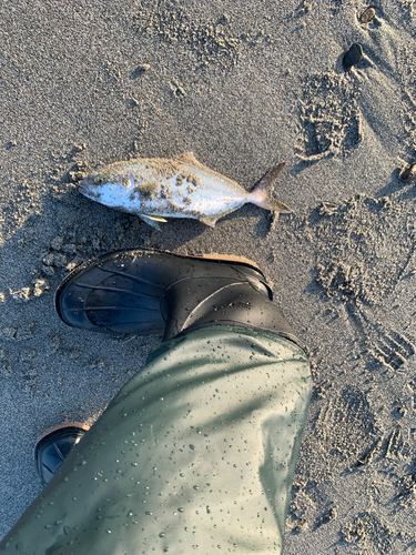 ショゴの釣果