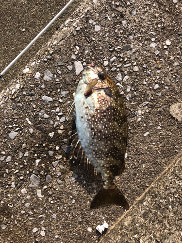 アイゴの釣果