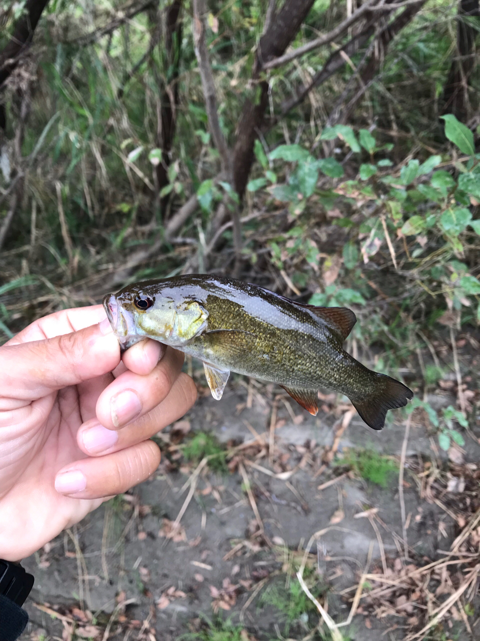 スモールマウスバス