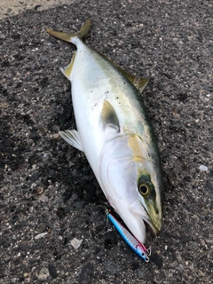 ハマチの釣果